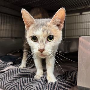 Blythe, adult, available for adoption