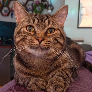 Chard, adult, available for adoption