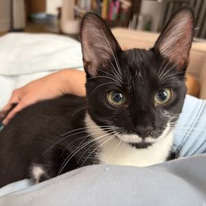 Albacore, young, available for adoption