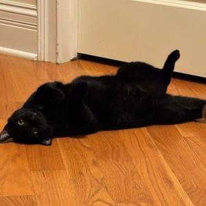 A black cat lying on its back on a wooden floor, with its paws up in the air.