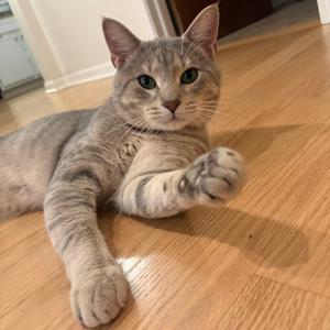 A gray tabby cat lying on a wooden floor, looking directly at the camera with its front paws extended.