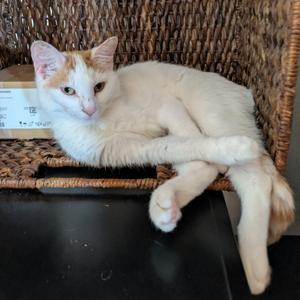 Audra, adult, available for adoption