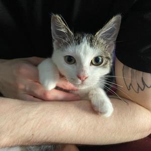 Anchovy, kitten, available for adoption