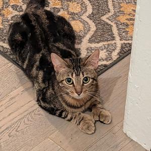 Bee's Knees, adult, available for adoption