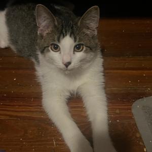 Chum, kitten, available for adoption