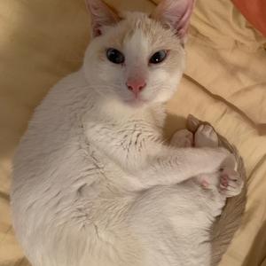 A white cat lying on a bed with its paws crossed, looking directly at the camera.
