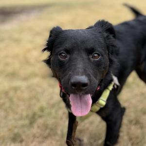 Velvet, Shepherd / Retriever, young, available for adoption