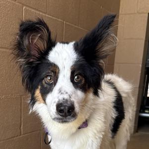 Yoda, Collie / Shepherd, adult, available for adoption