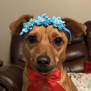 Lucy, Dachshund, adult, available for adoption