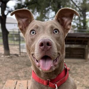 Bonnie, Terrier, puppy, available for adoption
