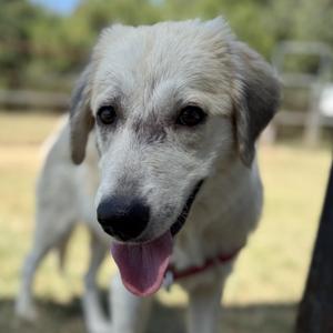 Summer, Shepherd, young, available for adoption