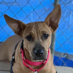 Amber, Shepherd, young, available for adoption