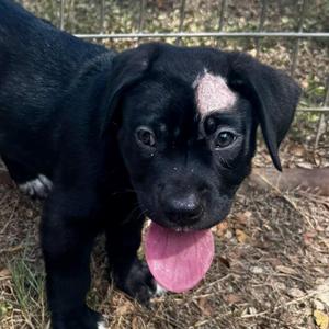 Miracle, Retriever, puppy, available for adoption