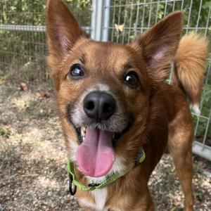 Prince, Finnish Spitz, adult, available for adoption