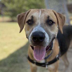 A brown and black dog with a white stripe on its face, wearing a black harness, standing outdoors with its tongue out.