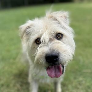 a fluffy white dog with brown eyes and a pink tongue sticking out, standing on a grassy field