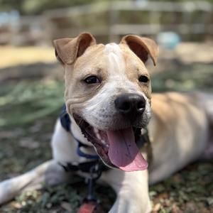 Winston, Terrier, young, available for adoption