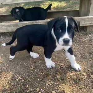 Mighty, Retriever, puppy, available for adoption