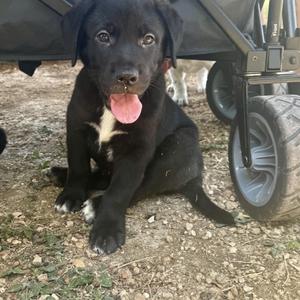 A black puppy with a white patch on its chest sits on the ground, its tongue out, next to a stroller.