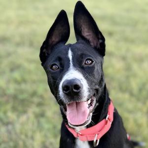Olivia, Terrier, young, available for adoption