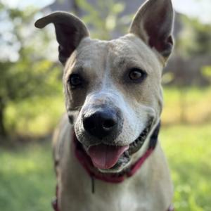 Lucy, Terrier, adult, available for adoption