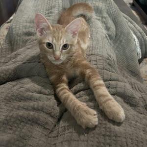 A ginger cat with white paws and a white chest is lying on a gray blanket. The cat has large, alert ears and is looking directly at the camera.