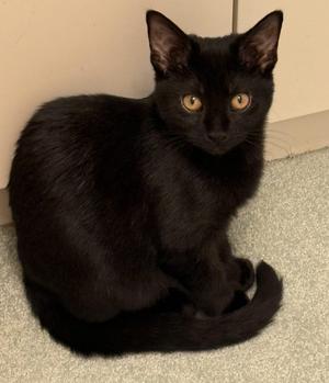 Jinx, young, available for adoption