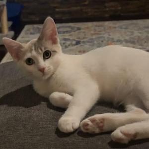 A white cat with gray markings on its ears and face is lying on a gray surface, looking directly at the camera.