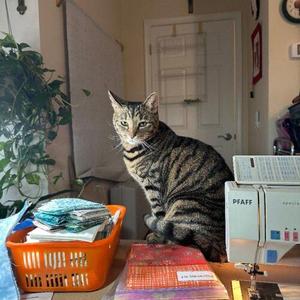 Lucky, young, available for adoption