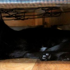 black cat lying on wooden floor