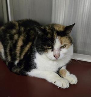 Harper, young, available for adoption