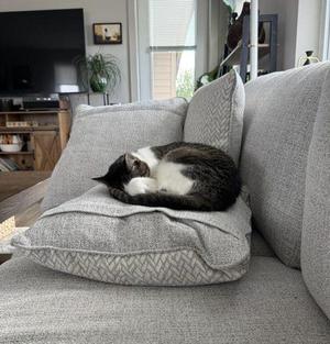 A gray and white cat is sleeping on a gray pillow on a couch.