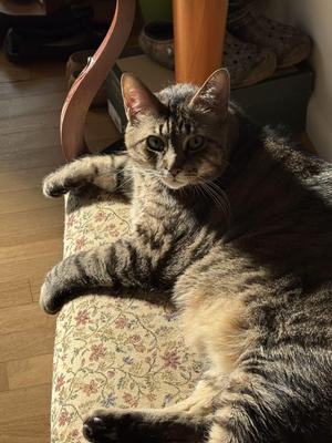 Ash, young, available for adoption