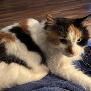 Callie, senior, available for adoption