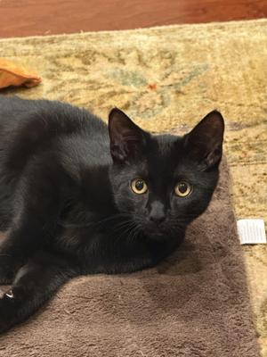 Ninja, young, available for adoption