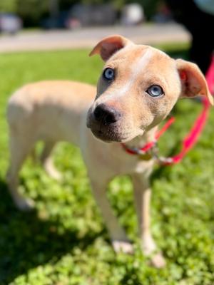 Snow Flake, Mixed Breed, puppy, available for adoption