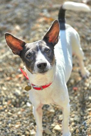 A small dog with a white and black coat, standing on a gravel surface. The dog has large, upright ears, a red collar with a tag, and is looking directly at the camera.