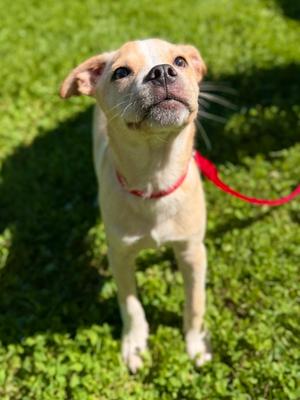 Polar, Mixed Breed, puppy, available for adoption