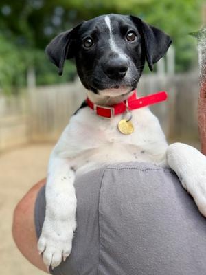 Mozzie, Mixed Breed, puppy, available for adoption