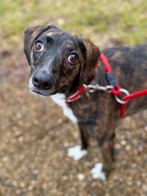 A close-up of a brindle dog with large, expressive eyes, wearing a red harness, looking up at the camera.
