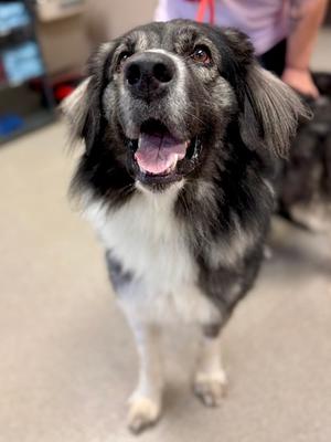 Griz, Karakachan Dog, adult, available for adoption