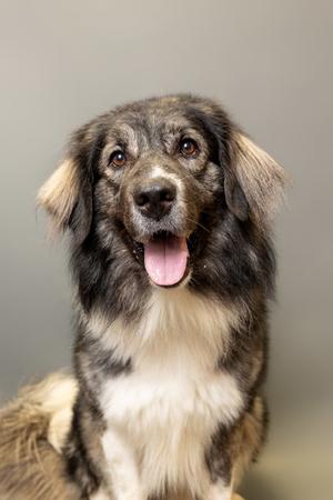 Griz, Karakachan Dog, adult, available for adoption