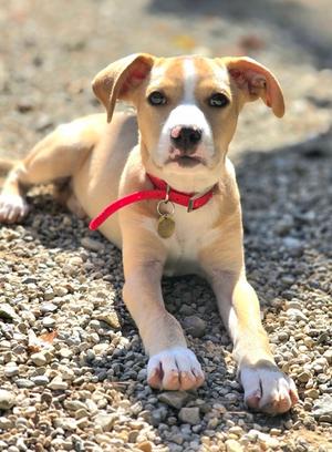 Nevada, Mixed Breed, puppy, available for adoption