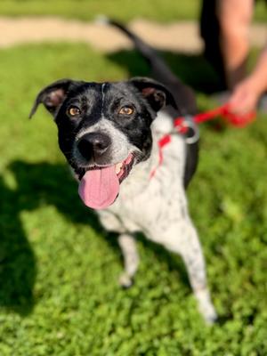 Beethoven, Beagle and Australian Cattle Dog, young, available for adoption