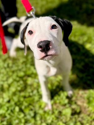 JP, Mixed Breed, puppy, available for adoption