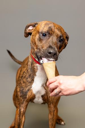 A brindle dog with a white chest is eating an ice cream cone held by a person's hand.