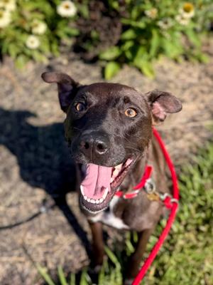 Nash, Mixed Breed, adult, available for adoption