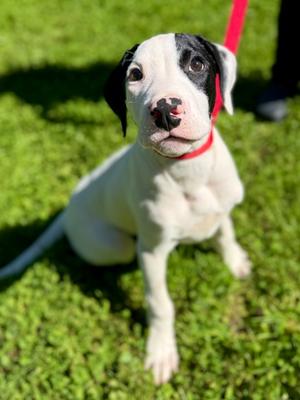 Boris, Mixed Breed, puppy, available for adoption
