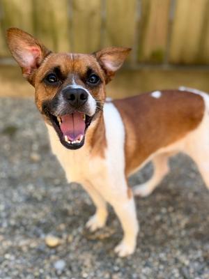 Cosmo, Mixed Breed, adult, available for adoption