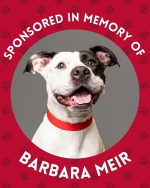Princess, Pit Bull Terrier Mix, adult, available for adoption